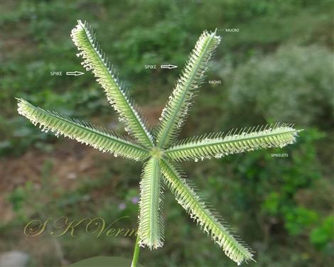  Infl. with 6 spikes; see rachis extensions at apex of spikes
